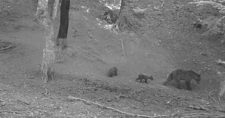Upozorenje za ljude u bh. gradu – “Ovim područjem se kreću medvjedi, mogu biti agresivni”