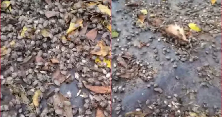 (VIDEO) Prizor koji ledi krv: Pogledajte najezdu smrdibuba u dijelu BiH