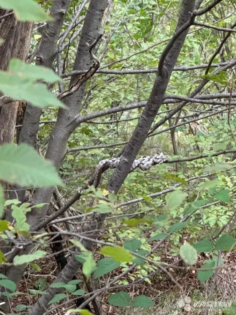 Zmije još ne spavaju Mostarski lovci snimili poskoka na grani