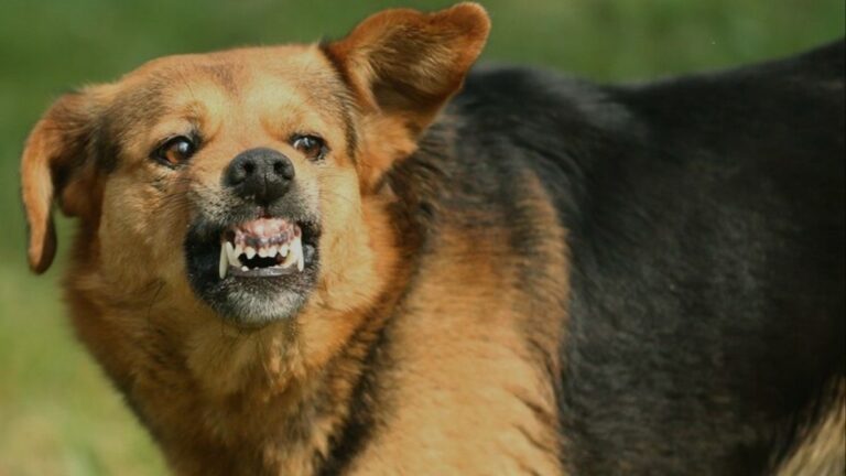 Na ulicama Sarajeva, Zenice, Goražda: Psi lutalice sve češće napadaju ljude