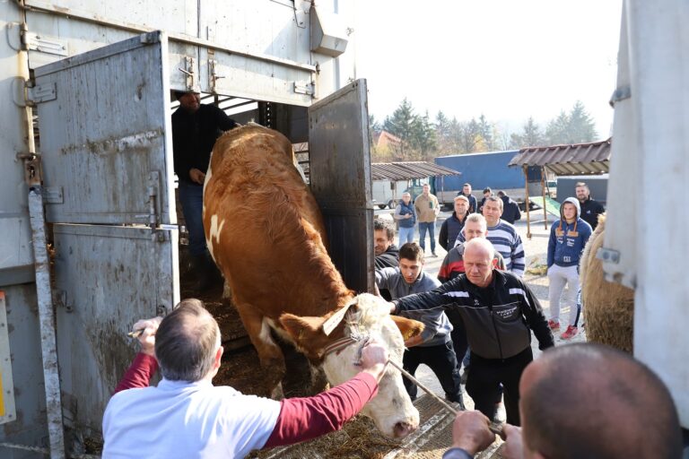 Podijeljene steone junice za 16 porodica u sklopu zajedničkog projekta Grada Zenica i Muslim Aid Association
