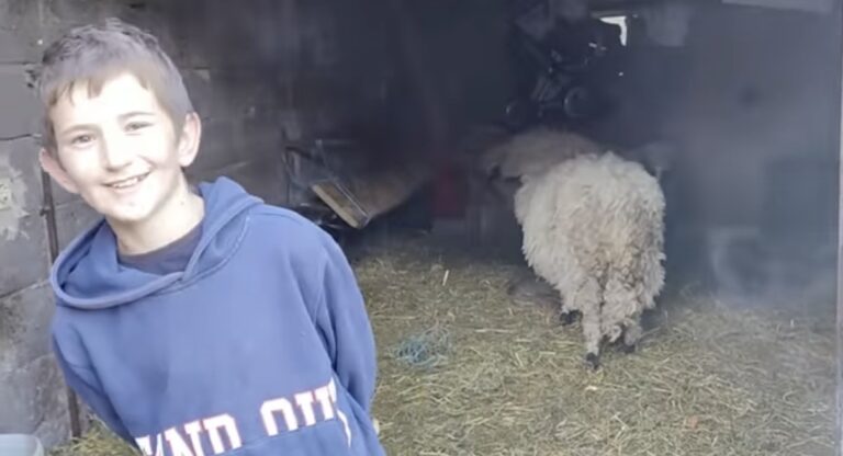 PRIČA MUHAMEDA IZ SELA KOD KAKNJA: Ja se ne stidim, radim i zaradim, čuvam ovce s majkom, pravim sir i sanjam veliko stado 