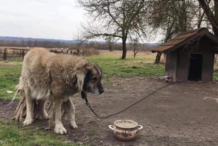 VAŽI OD DANAS: Koga uhvate da je psa vezao na lancu kaznit će do 1.600 eura
