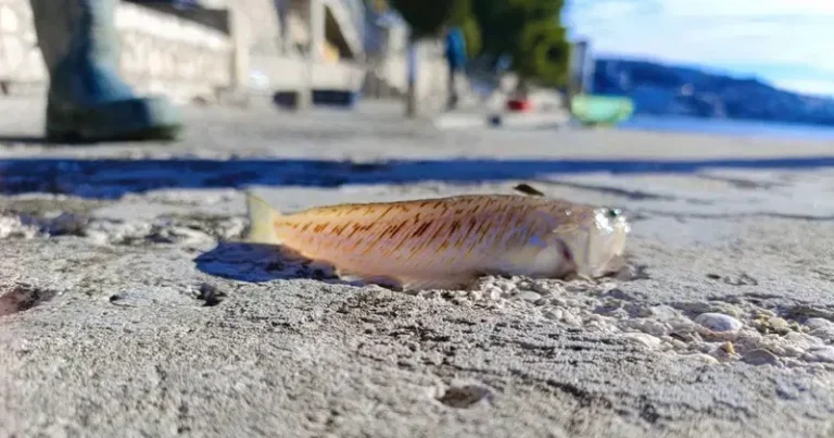 U Neumu ulovljena jedna od najotrovnijih riba