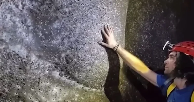 (VIDEO) Ogromna mreža sa 110.000 pauka otkrivena na grčko-albanskoj granici