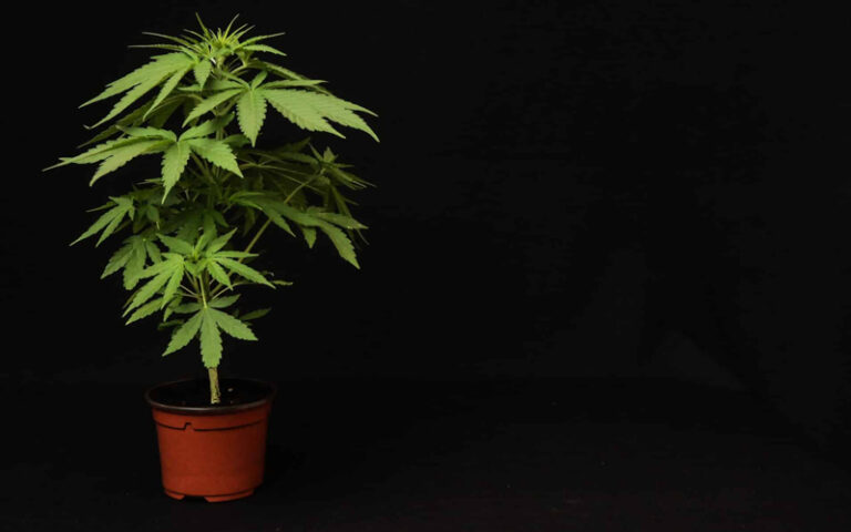 BiH pred legalizacijom kanabisa