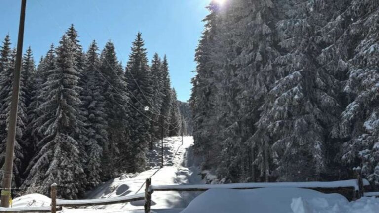 Brat (12) i sestra (8) šetali s ocem, pa se izgubili u šumi