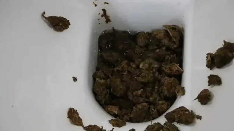 Žena (33) u WC bacila kokain i marihuanu: Policajci morali rastavljati cijevi