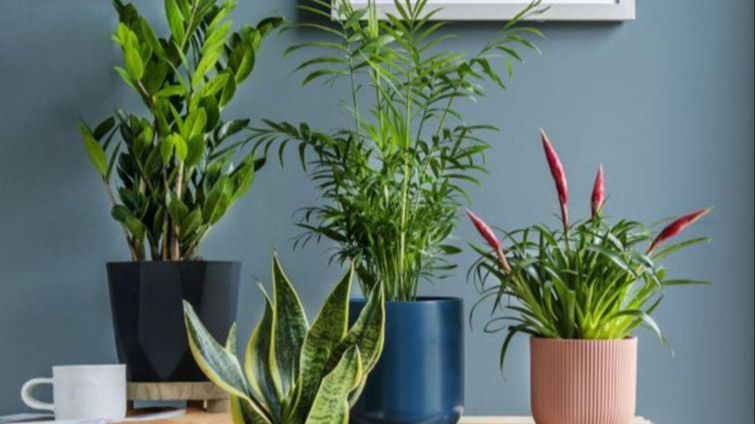 Evo kako da spasite biljku prije nego što bude kasno