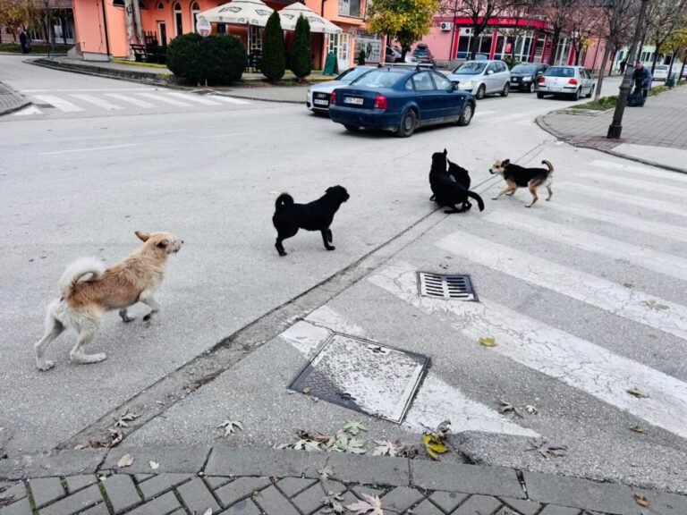 Građani Kalesije ogorčeni zbog čopora pasa lutalica oko škola