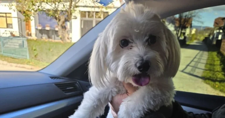 I ovo je BiH: Pas iz Banja Luke pronađen u Prijedoru, pronalazač odbio veliku nagradu – 1.000 eura