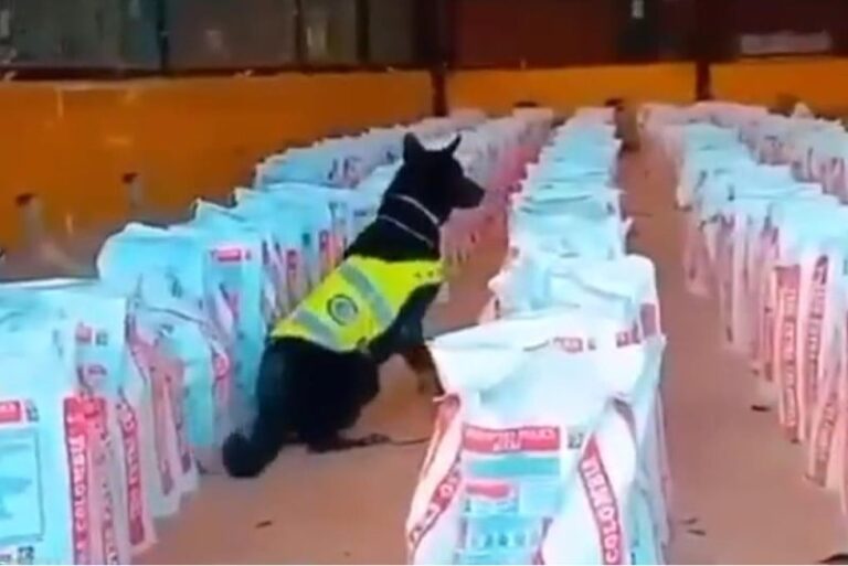 Kolumbija: Najveća zaplijena kokaina u posljednjem deseteljeću, otkriveno 14 tona droge