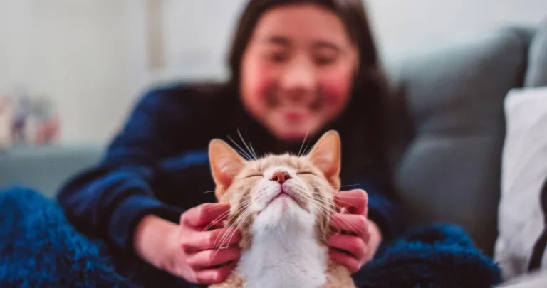 Mačke su postale naši prijatelji mnogo kasnije nego što mislimo