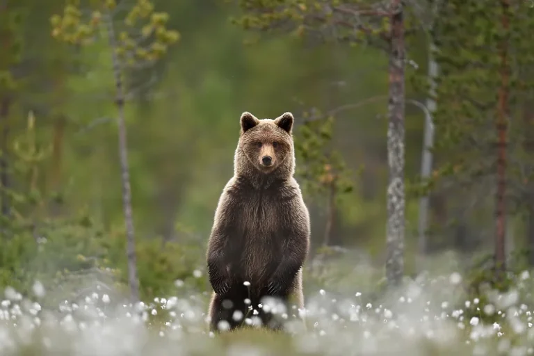 Medvjedi terorišu sela: Stanovnici se s prvim mrakom zaključavaju u kuće
