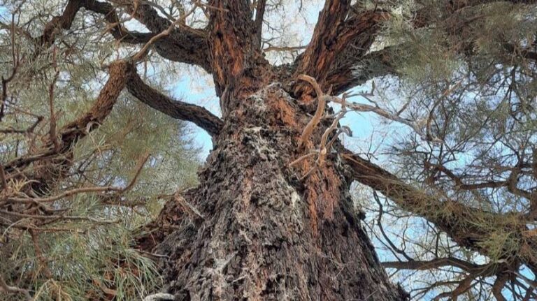 Najtvrđe drvo na svijetu: Raste samo na jednom kontinentu