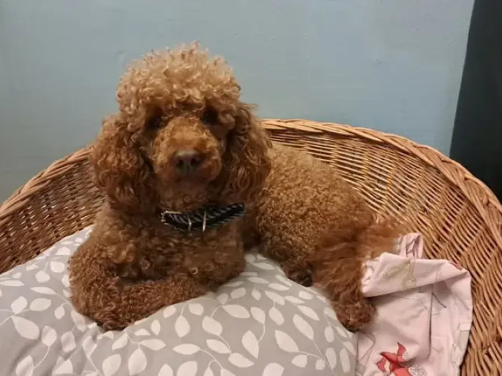 Nestao pas Flopi u Banjoj Luci: Vlasnici nude nagradu od 500 KM za pronalazak