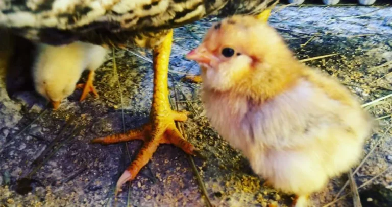 Njemačka se bori sa epidemijom: Gotovo milion ptica ubijeno zbog ptičije gripe