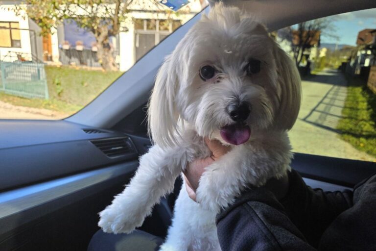 Pas iz Banja Luke pronađen u Prijedoru: Pronalazač odbio nagradu od hiljadu eura