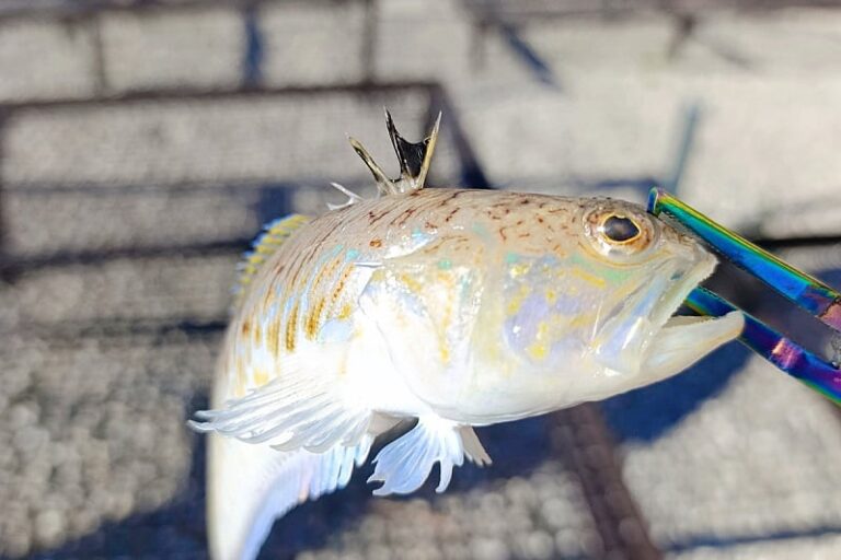 Dječak Ivan u Neumu ulovio jednu od najotrovnijih riba Jadranskog mora: “Razmislite kada ih budete uzimali”