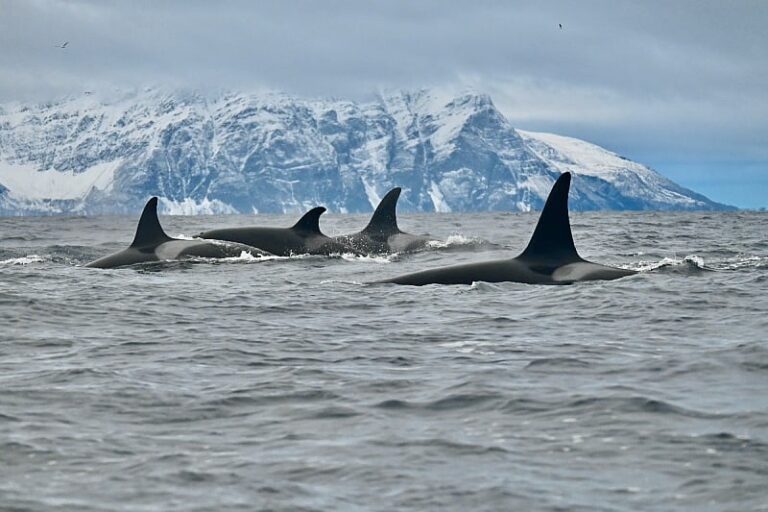 Naučnici pomoću dronova otkrili smrtonosni virus u dahu arktičkih kitova