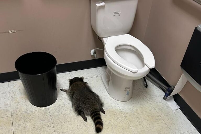 Rakun provalio u prodavnicu alkoholnih pića u Virginiji: Napio se i onesvijestio u toaletu