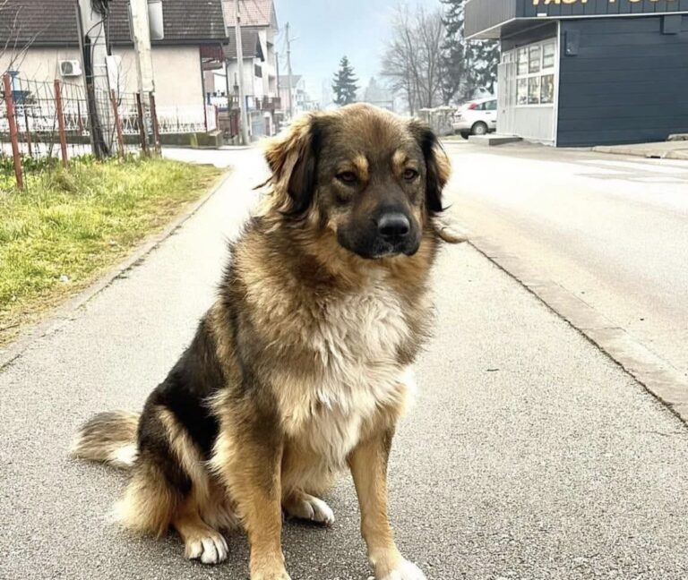 Zeničanka nudi nagradu od 1.000 KM za informacije o ubistvu psa Mede