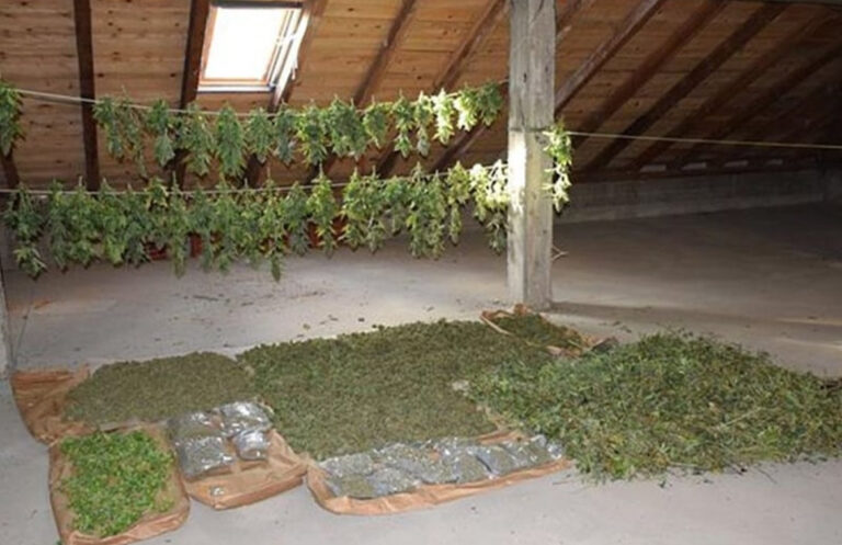 AKCIJA POLICIJE: Pala fabrika marihuane