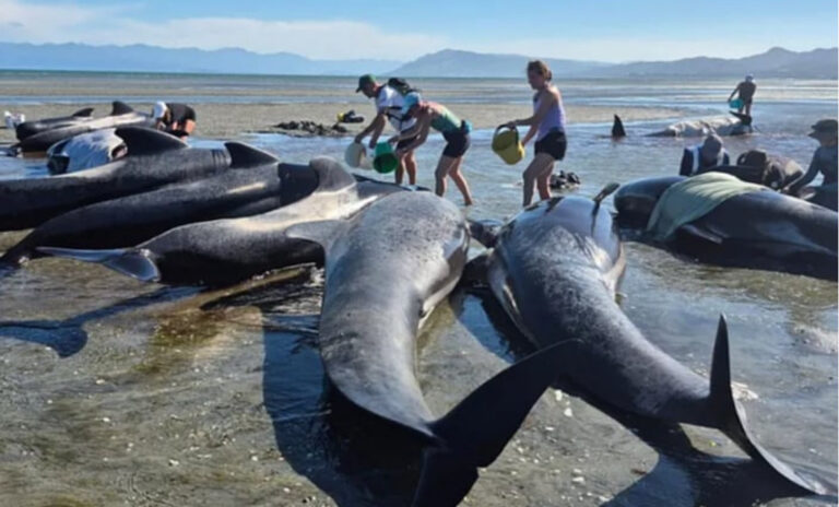 Tragedija na obali Novog Zelanda: Šest kitova uginulo nakon nasukavanja