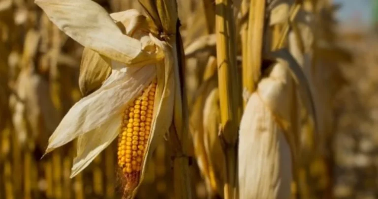Bizarna nesreća u Hrvatskoj: Prilikom obrade kukuruza pao i udario glavom u stranicu prikolice, umro je