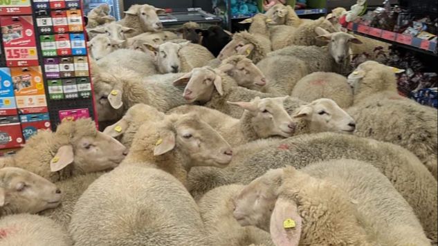 Haos u prodavnici: Stado ovaca utrčalo u supermarket, obaralo flaše i ostavljalo nered za sobom