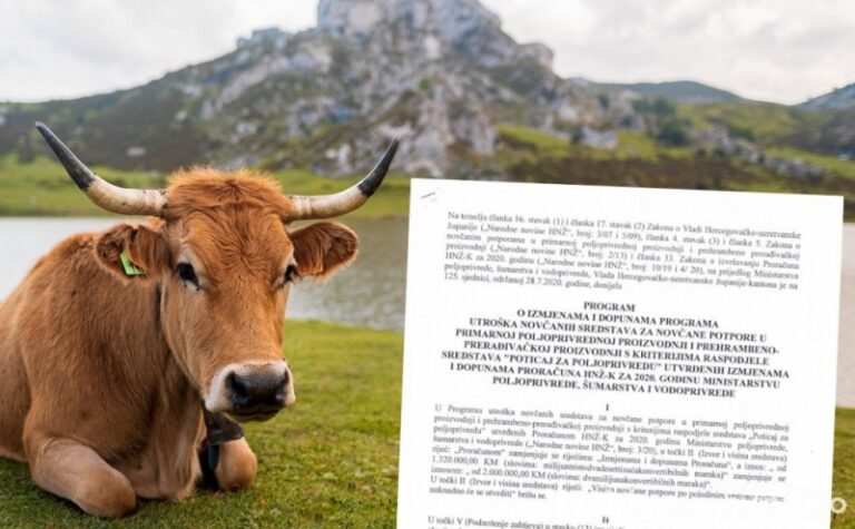 Vjerovali ili ne, ali u HNK je tako: Veći poticaj po teletu nego po djetetu