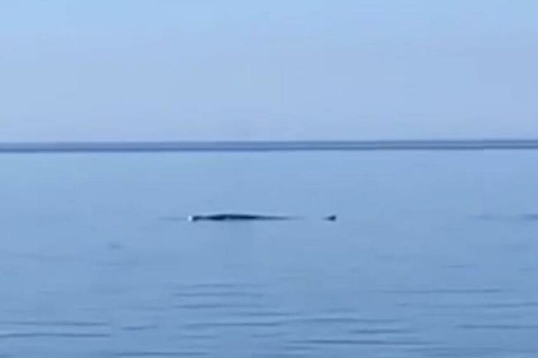 U JADRANSKOM MORU: Kit iznenadio plivače kod Orebića (VIDEO)