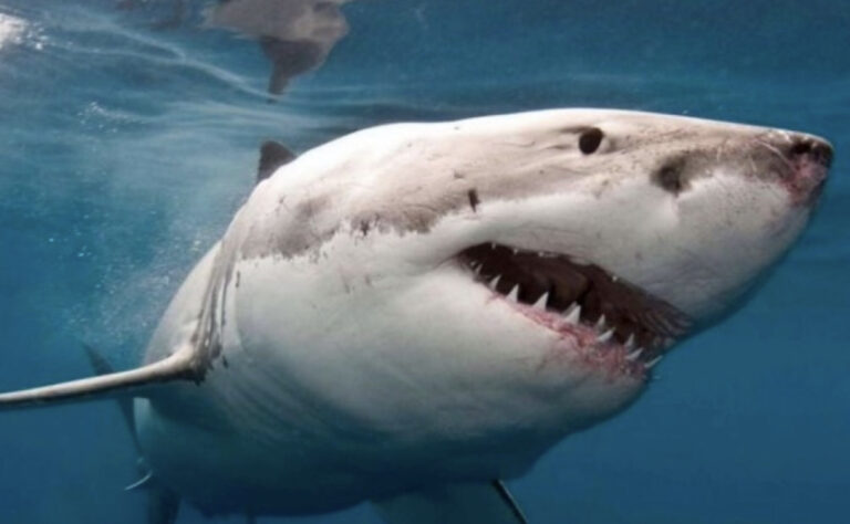 Morski pas zgrabio dječaka, a onda je otac skočio u vodu…