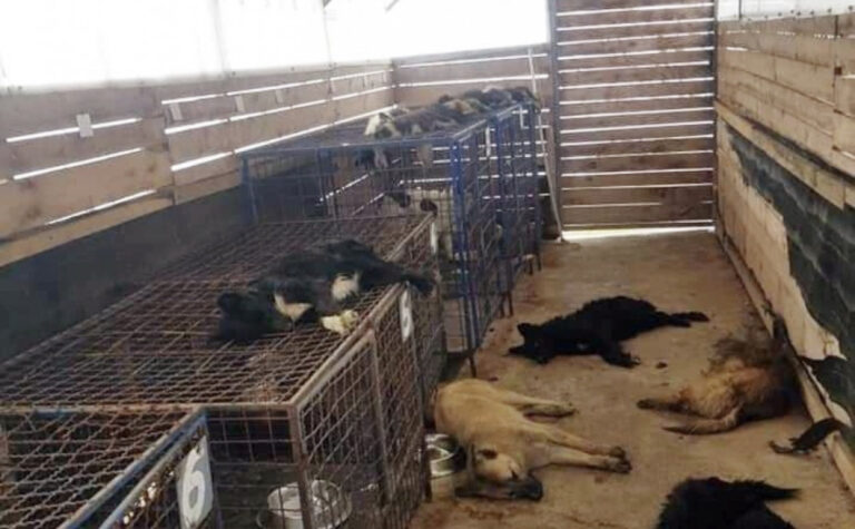 SLUČAJ U FAZI ISTRAGE: Fotografije uginulih pasa zaprepastile građane