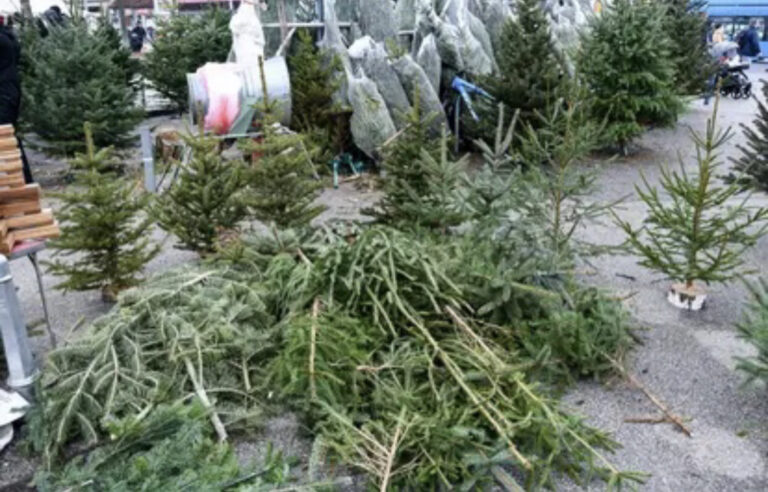 Božićno ludilo: Dvoje u bolnici, tukli se zbog borova