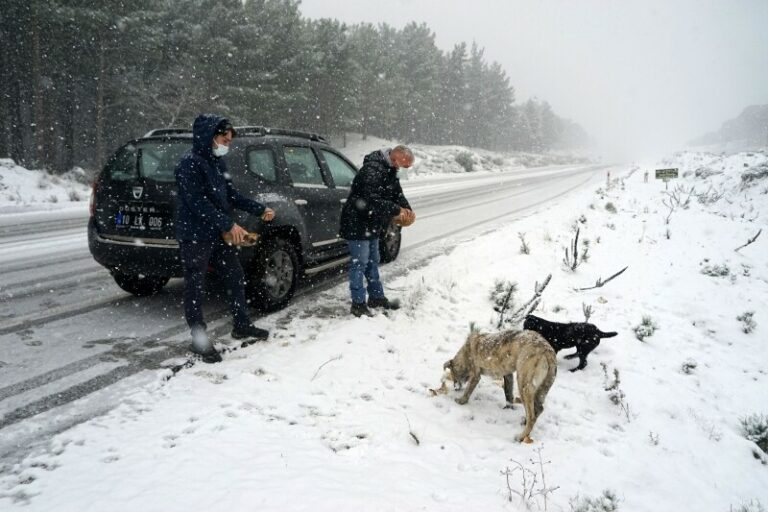 Humanost na djelu: Turci u hladnim zimskim danima napuštenim životinjama donose hranu