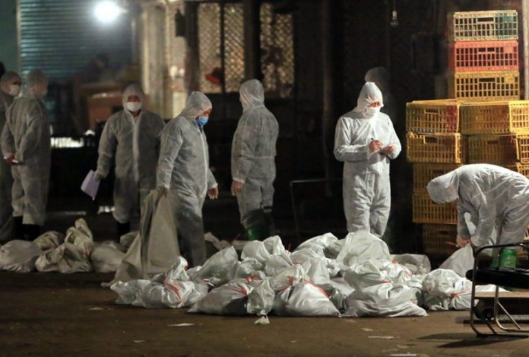 Upozorenje: Slučajevi ptičije ili kokošije gripe mogući u regionu i BiH