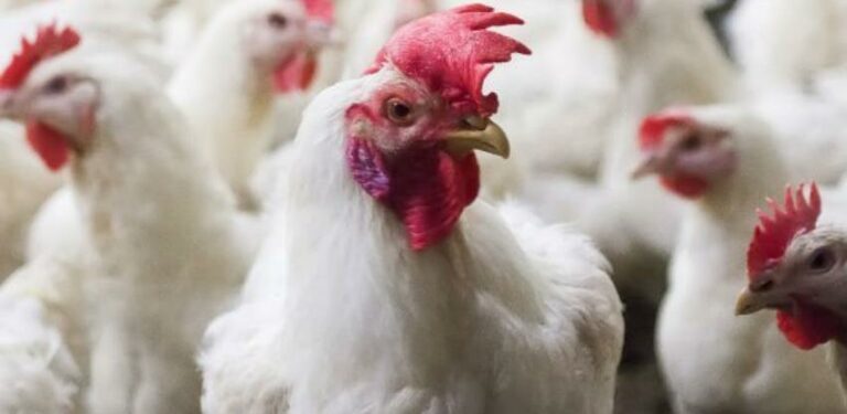 Devetnaestogodišnjak iz Novog Grada želi da postane regionalni proizvođač hrane