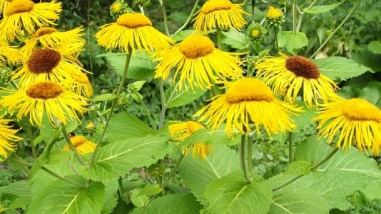 Sve blagodeti omana: Biljka koja je prijatelj pušačkih pluća