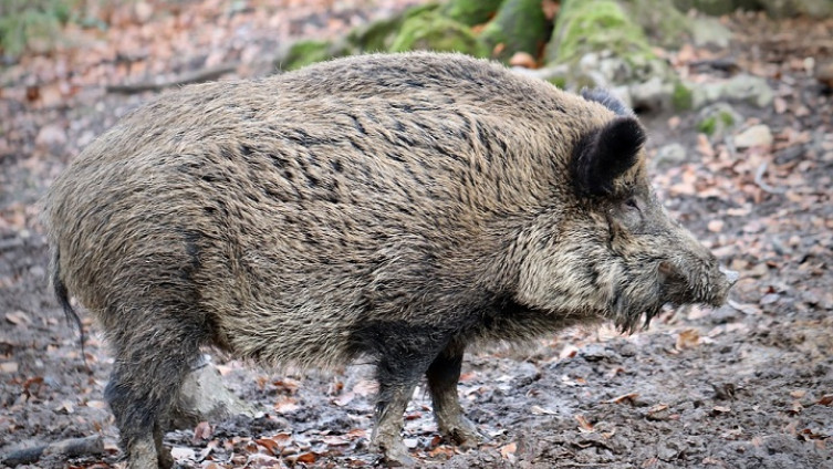 Svinjska gripa se širi Njemačkom