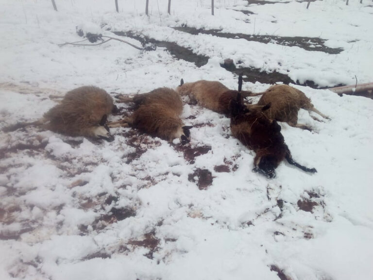Jeziv prizor: Dževad Ćosović izgubio stado ovaca, petočlana porodica ostala bez izvora prihoda