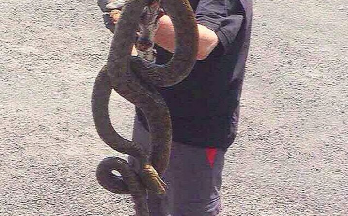 Građani u BiH u strahu zbog invazije zmija| Zastrašujući prizori: U nekim gradovima viđeni gmazovi od tri metra!