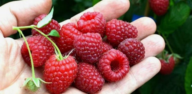 Maline u hladnjači, cijena ni na vidiku