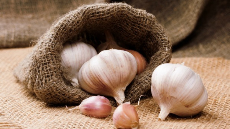 Smijemo li jesti proklijali bijeli luk