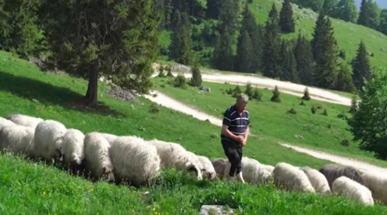 Pozitivna priča s Vlašića: Moje ovce su moja Njemačka