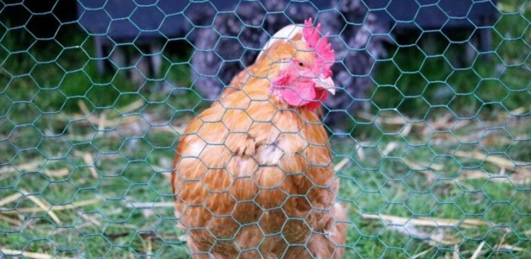 BiH bi mogla ostati bez dozvole za izvoz industrijskih jaja i pilećeg mesa u EU