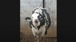 7d1aab9547c819466cc245794e4dcd18