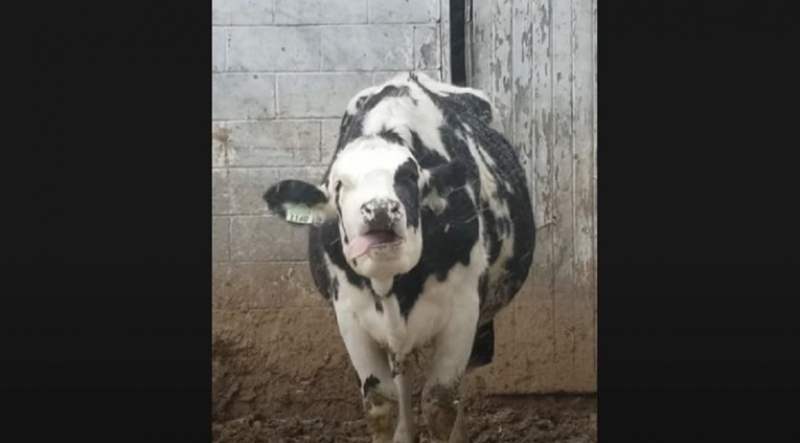 7d1aab9547c819466cc245794e4dcd18