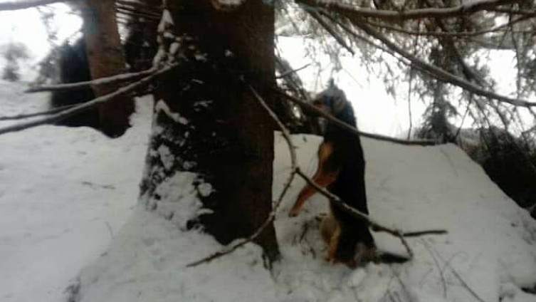 Užas u Varešu: Objesio psa o drvo