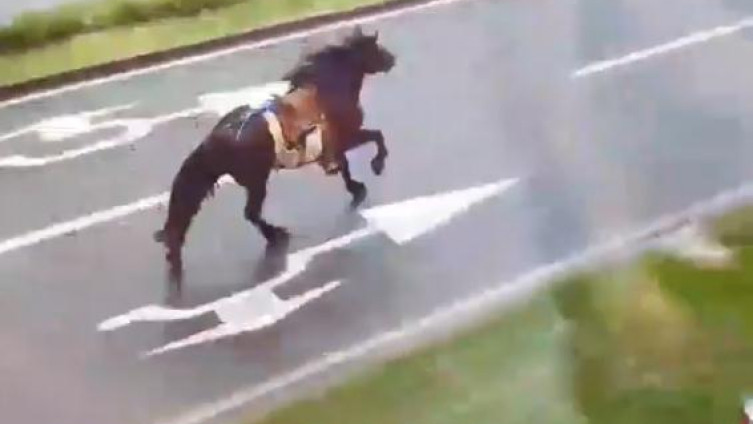 Zenica: Konjanici pošli na Ajvatovicu, usred grada pobjegao im konj (VIDEO)